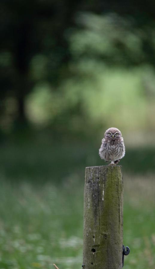 The Cat And The Owl B&B Groenlo Exteriér fotografie